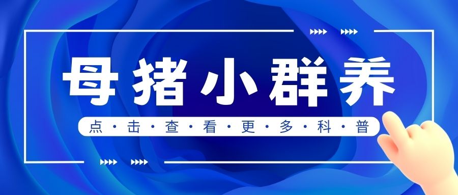 由限位栏转向母猪小群饲养模式的益处